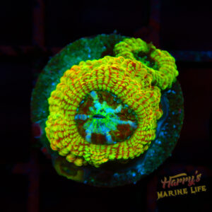 Glitter Asian Acan 513 AQ