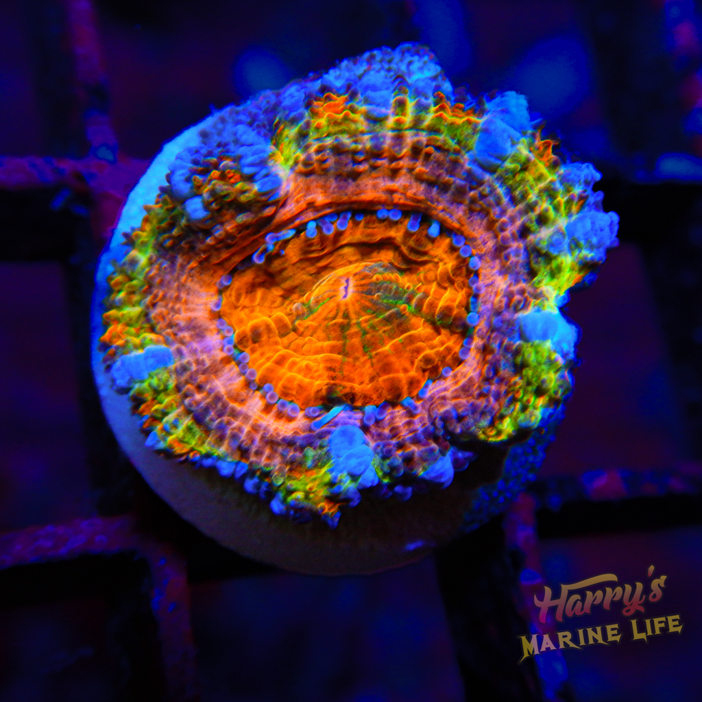 Rainbow アパッチ tarantura PINK RAINBOW ACAN 818 - Harry's Marine Life
