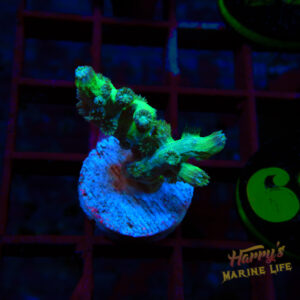 GREEN BRANCHIN CYPHASTREA 697