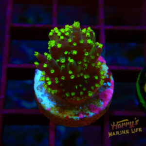 GREEN POLYP ACRO 831