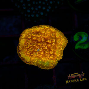 ORANGE LEPTO 222
