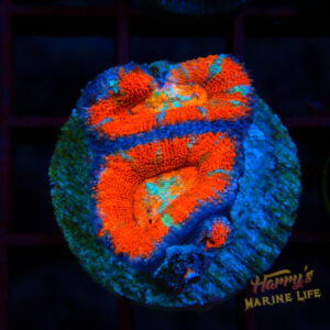 BRIGHT MULTICOLOR ACAN 739