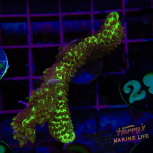 GREEN ANACRO 299