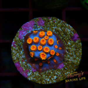 BIZZARO CYPHASTREA 252