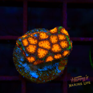 ORANGE LEPTASTREA 631