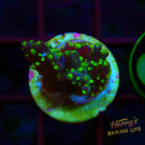 GREEN POLYP ACRO 009