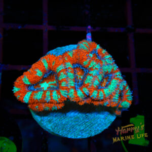 TURQUOISE BANDED ACAN 168