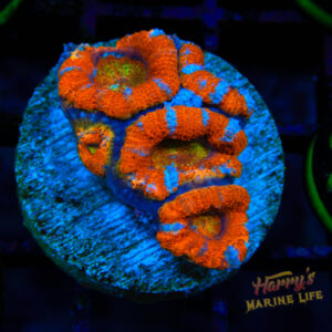 BLUE BAND ACAN 280