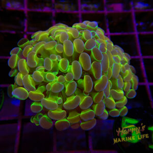 HOLOGRAM VARIANT 2 PACK (SEE SECOND IMAGE) 511