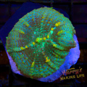 Yellow Spot Mushroom #562