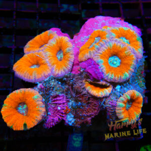 Odd Ball Acan Colony #213