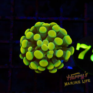 Glowing Gold Hammer #781