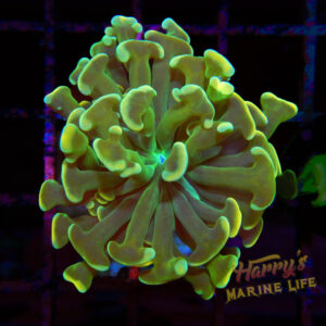Yellow Tip Anchor Hammer Coral #481