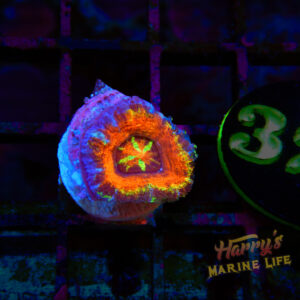 Rainbow Acan #322