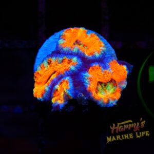 Rainbow Acan #761