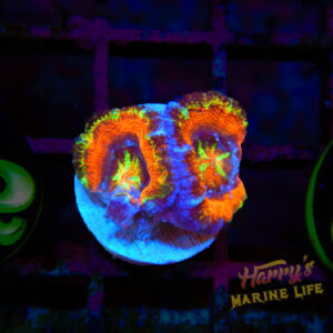 Rainbow Acan #046