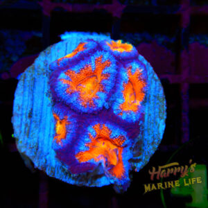 Blue Striped Acan #480