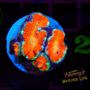Rainbow Acan #239