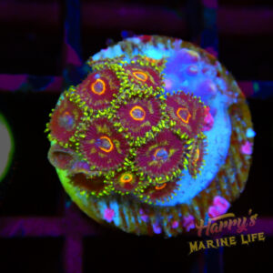 Green Skirt Zoa Frag #425