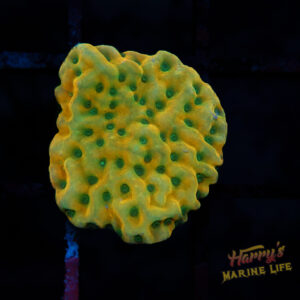 Kung Pao Montipora E7