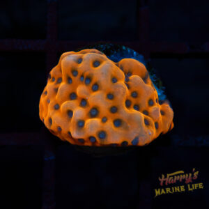 JF Brain Freeze Montipora D5