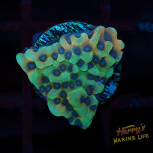 JF Alter Ego Montipora E4