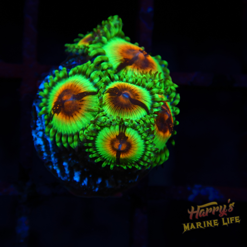 JF Bloodshot Zoa D4 - Harry's Marine Life