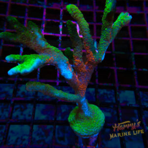 Convict Grafted Digitata E6