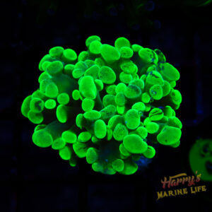 Neon Green Splatter Indo Hammer 668