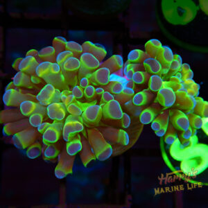 Blue Tip Hologram Type Hammer 734