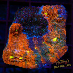 Rainbow Type Chalice (Regrown) 299 - Harry's Marine Life