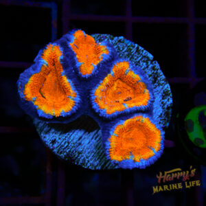 Bright Orange Acan 628
