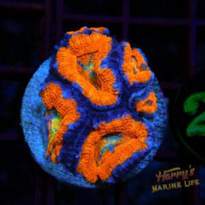 Rainbow Center Acan 400