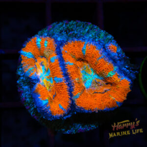 Turquoise Stripe Acan 281