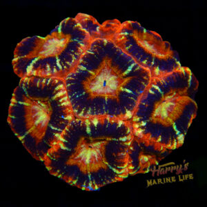 Tiger UFO Asian Acan 197