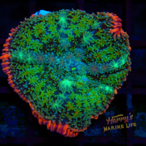 Frankenstein Type Mushroom 471