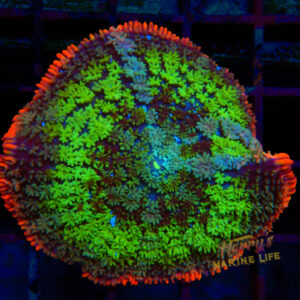 Frankenstein Type Mushroom 295