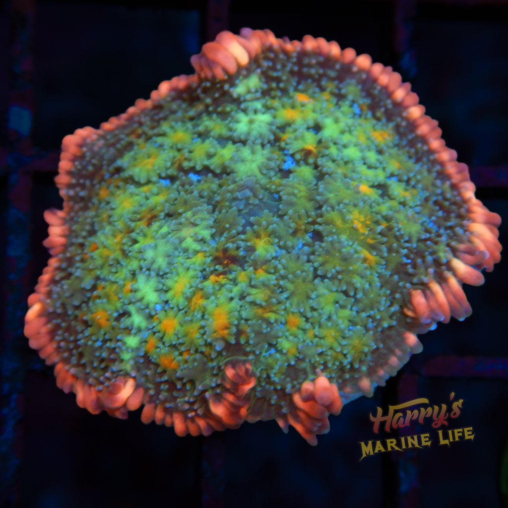 Frankenstein Type Mushroom 999 - Harry's Marine Life