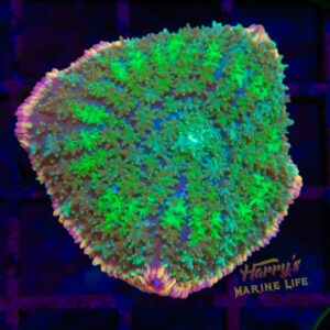 Frankenstein Type Mushroom 116