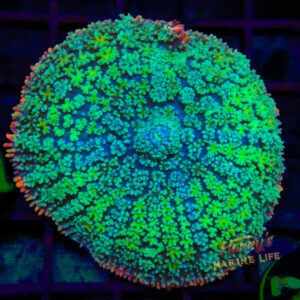 Frankenstein Type Mushroom 749