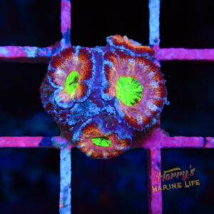 Purple Rainbow AQ Asian Acan 724