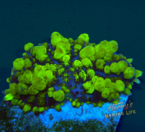Uranium Bounce Mushroom 052