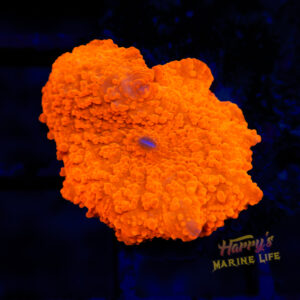 Orange Deadpool Type Disco 192