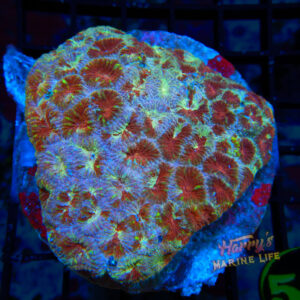 Splatter Favia Colony 524