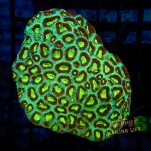 Neon Favia Colony 524
