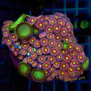 Cherry Blossom Zoa Plate 103