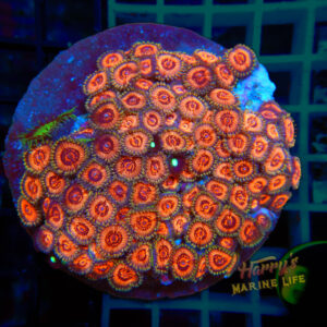 Crimson Zoa Plate 874