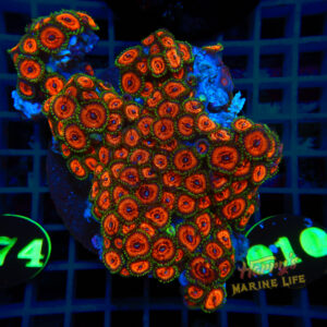 Evil Eye Zoa Plate 010