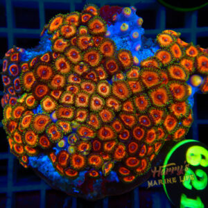 Assorted Zoa Plate 621 - Harry's Marine Life