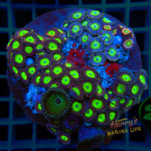 Green Eye Zoa 220